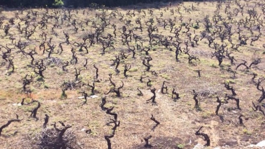 Bayer savjeti za vinogradare 09.-15.05.2016.