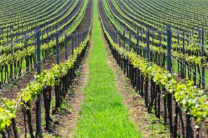 Zimsko đubrenje vinograda