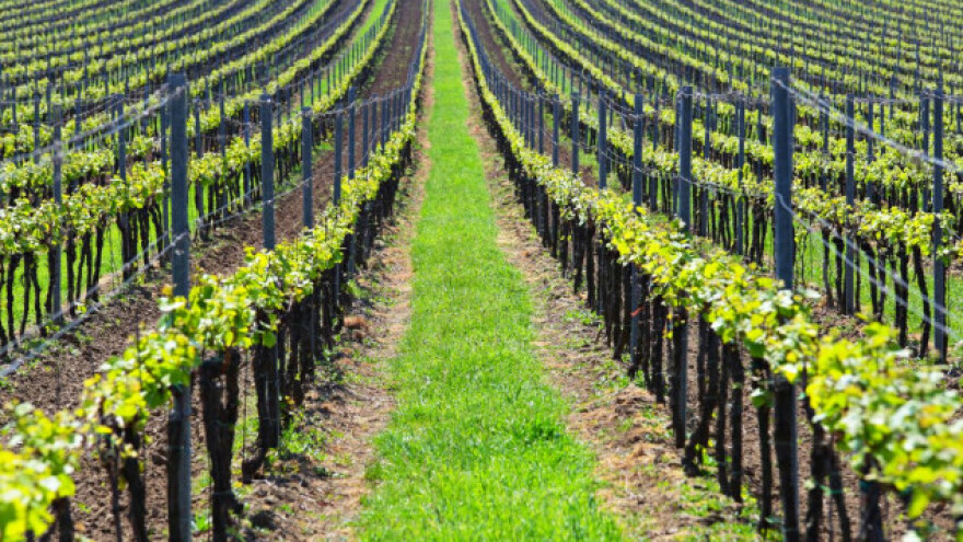 Zimsko đubrenje vinograda