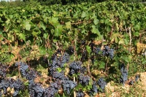 Isplaćeno više od 8 milijuna kuna za 4 završena IPARD projekta