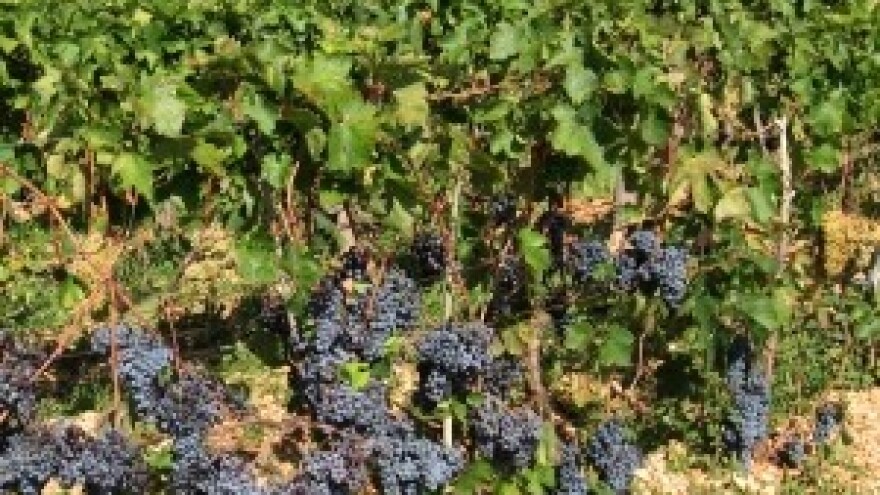 Isplaćeno više od 8 milijuna kuna za 4 završena IPARD projekta