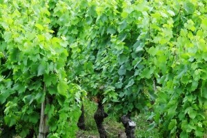 Vinski rat između Hrvatske i Slovenije