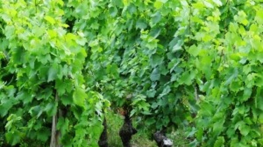 Vinski rat između Hrvatske i Slovenije