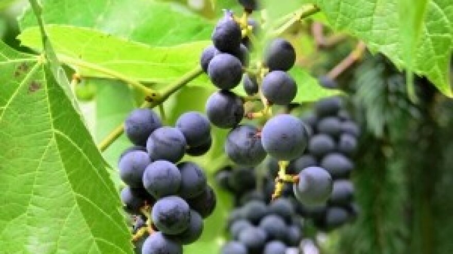 Još nismo izgubili pravo na kranjsku, prošek ili teran!