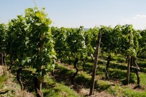 Evidencija površina pod vinogradima