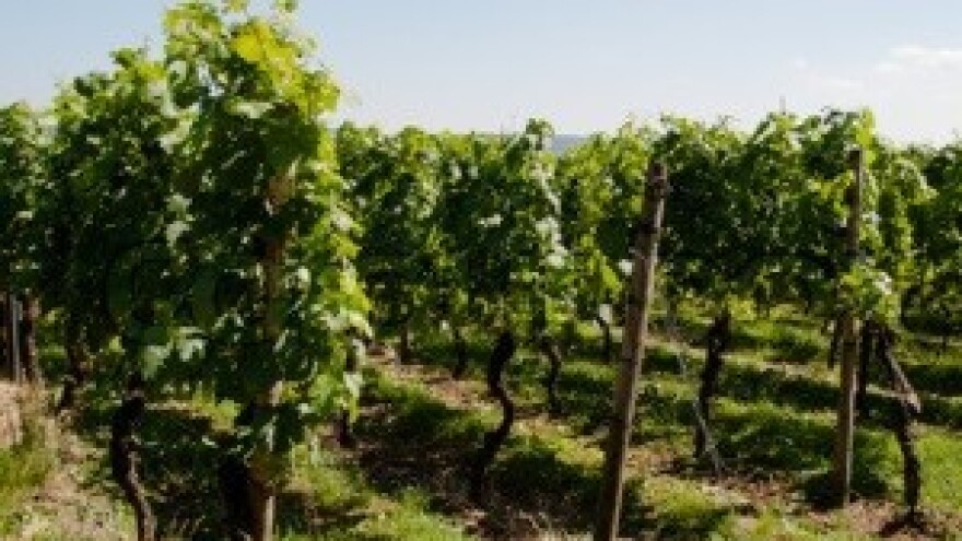 Evidencija površina pod vinogradima