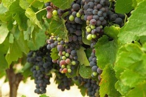 Istarska vina uskoro pod zajedničkim vinogorjem