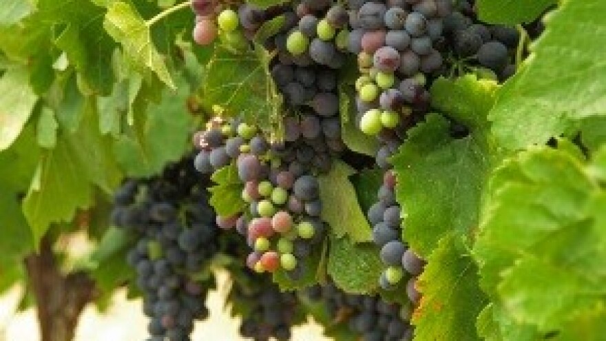 Istarska vina uskoro pod zajedničkim vinogorjem