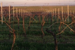 Održana sjednica Vijeća za praćenje i unapređenje stanja u vinogradarstvu i vinarstvu