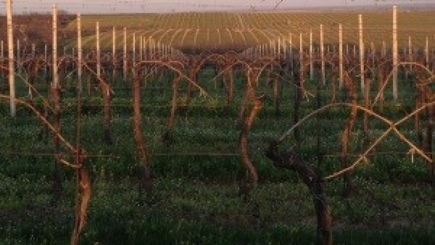 Održana sjednica Vijeća za praćenje i unapređenje stanja u vinogradarstvu i vinarstvu