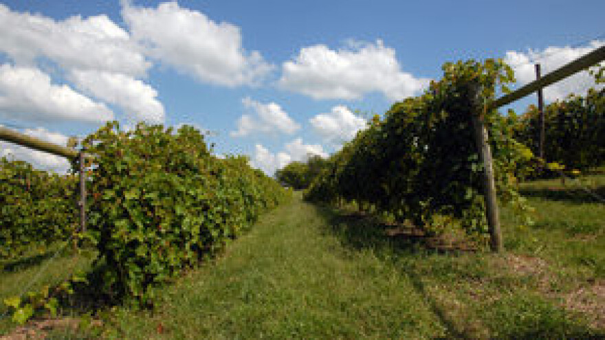 Preventivne mjere u zaštiti vinove loze