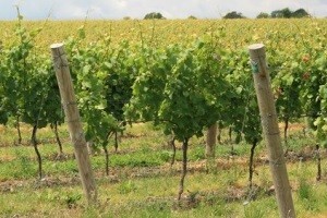 Ministar Jakovina otvara novi objekt vinarije Vina Pilač d.o.o.