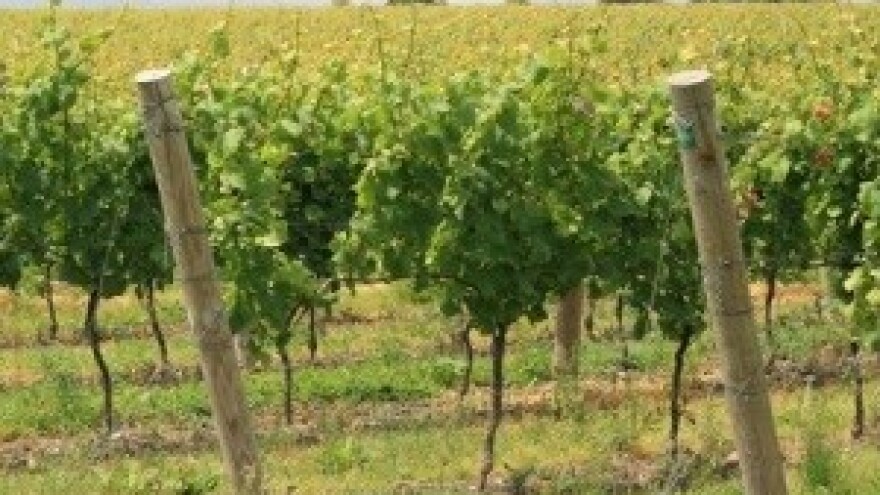 Ministar Jakovina otvara novi objekt vinarije Vina Pilač d.o.o.