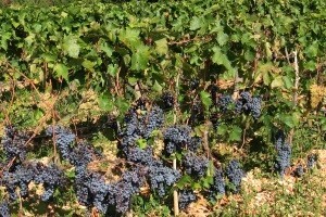 Priča o Hvaru - otoku vina