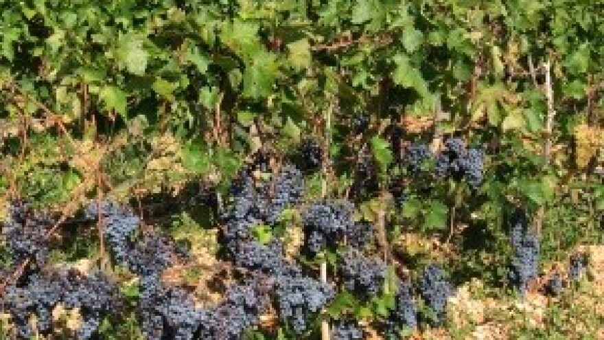 Priča o Hvaru - otoku vina