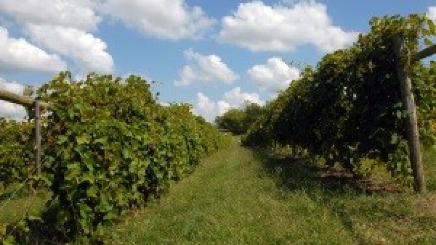 Srbija među vodećim izvoznicima vina