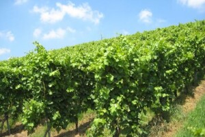 Tečaj cijepljenja i okuliranja voćaka i vinove loze