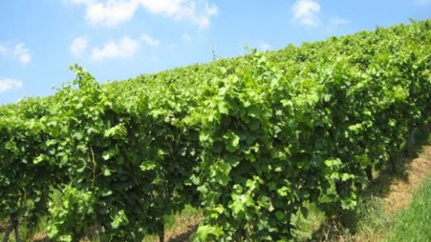 Tečaj cijepljenja i okuliranja voćaka i vinove loze