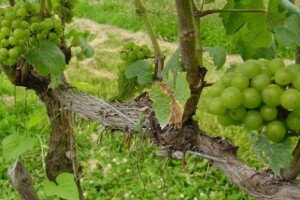 Obnavljaju se poznati vinogradi