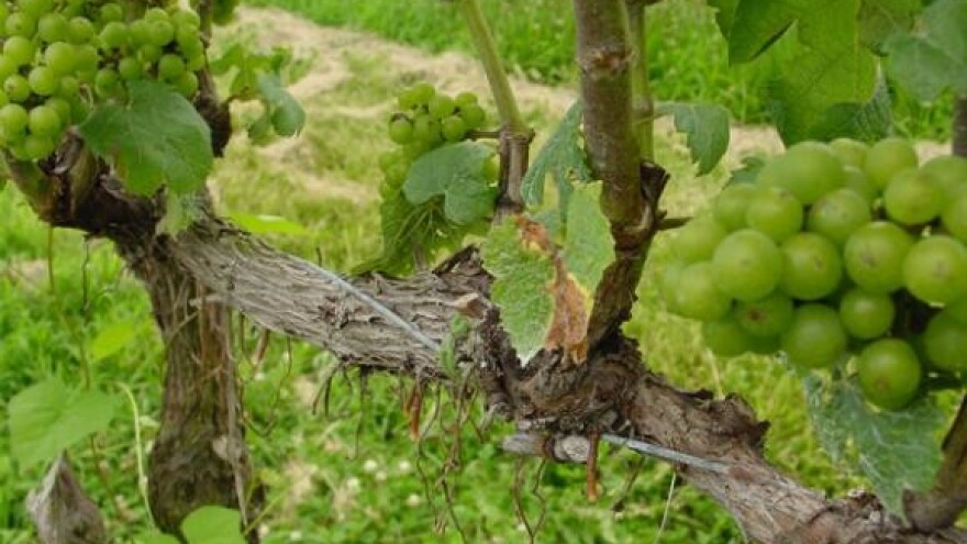 Obnavljaju se poznati vinogradi