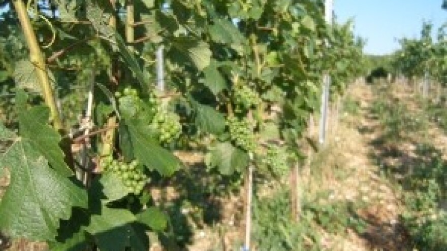 Savjeti za vinovu lozu za tjedan 15.7.-21.7.