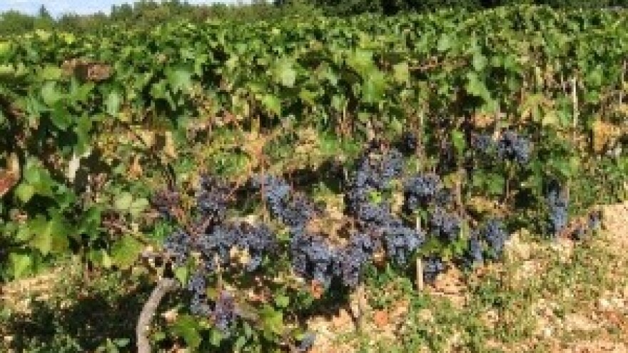 Od bubrenja pupova pa do dozrijevanja grozda