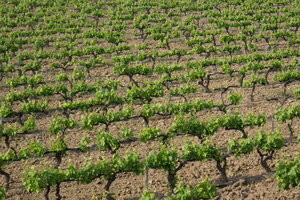 I. Bayer Vinogradar savjeti