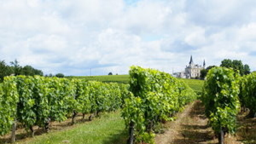 Učinkovito suzbijanje štetnika vinove loze