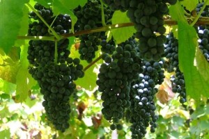 Manji prinosi grožđa za vrhunsko vino