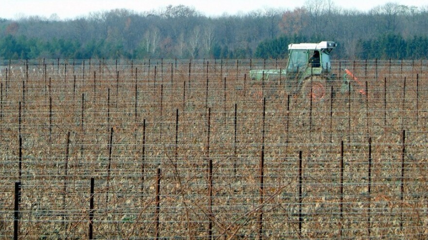 Zadnji dan za zahtjeve potpora promidžbi vina