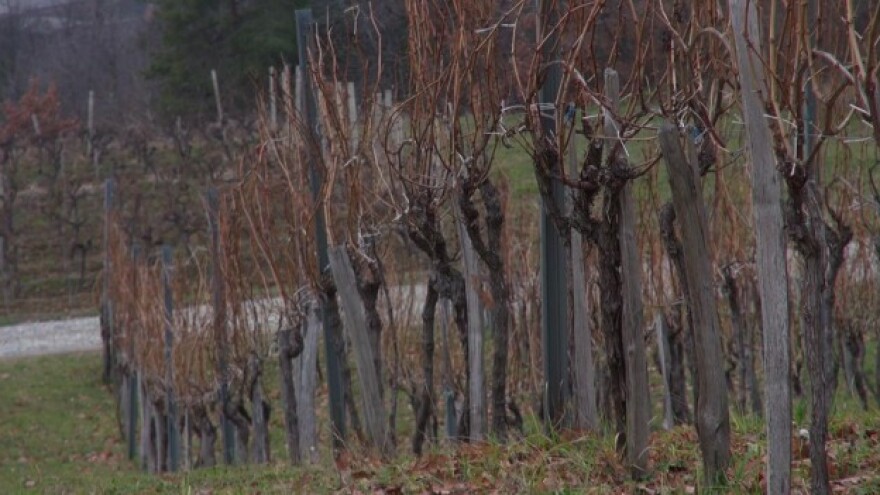 Ne treba žuriti sa rezidbom vinove loze