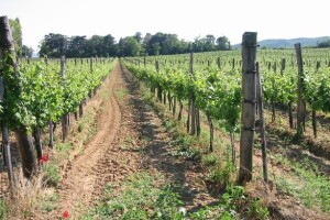 Zaštita vinograda od crne pjegavosti i loznih grinja