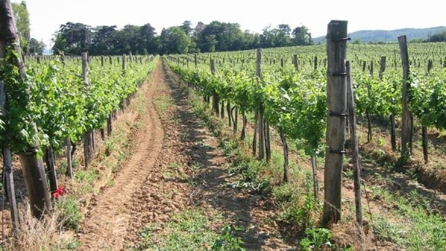 Zaštita vinograda od crne pjegavosti i loznih grinja