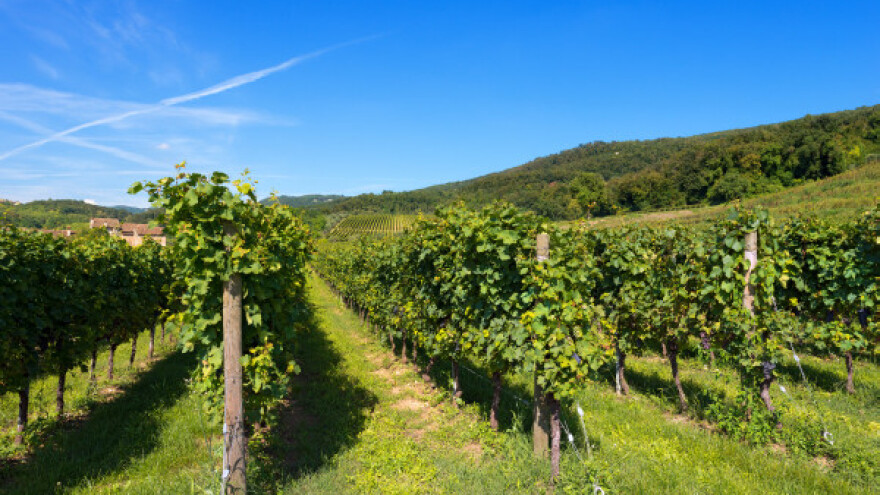 Dobre parcele na Oplencu već rasprodate