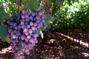 Smilčić: otvorena privatna vinarija