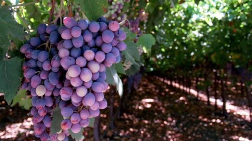 Smilčić: otvorena privatna vinarija