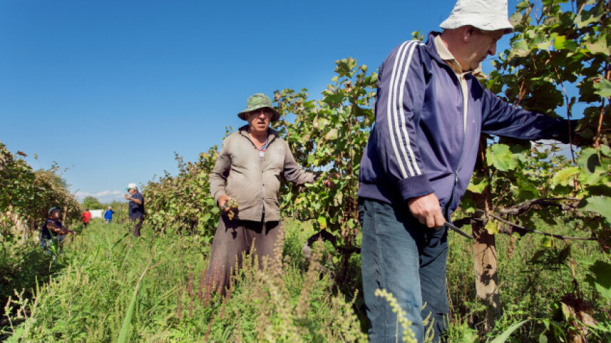 Dopustiti korištenje imena teran