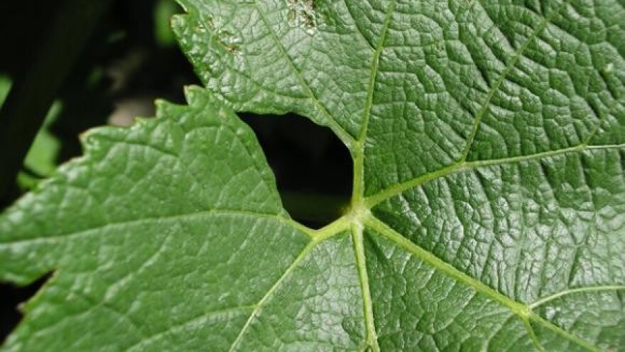 Od "Paške žutice" do vrhunskog vina