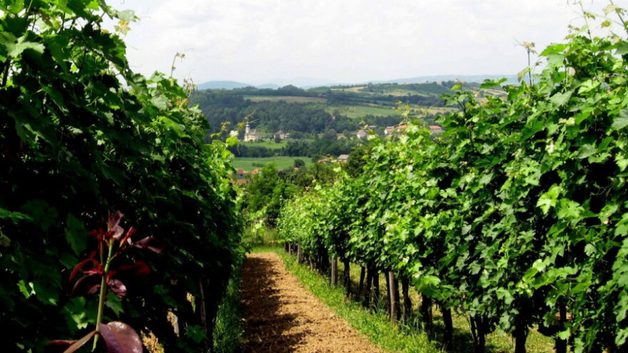 Suša umanjila rod za 20% u vinogradima