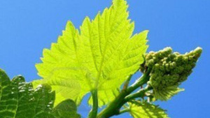 Zaštita mladice vinove loze dužine 30-50 cm