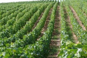 Prvo vrhunsko vino u Zadarskoj županiji