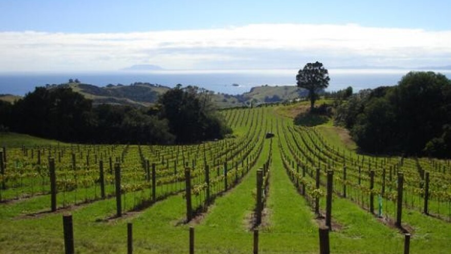 Iločka berba grožđa