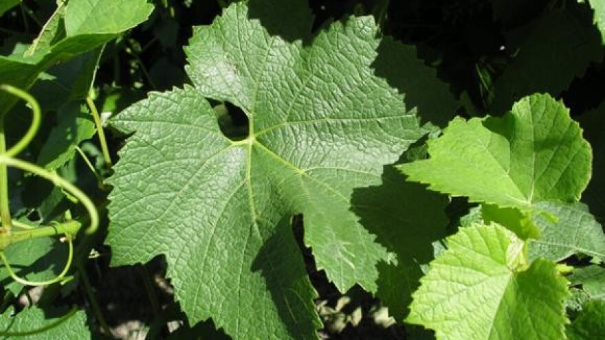 Borba do posljednje kapi vina