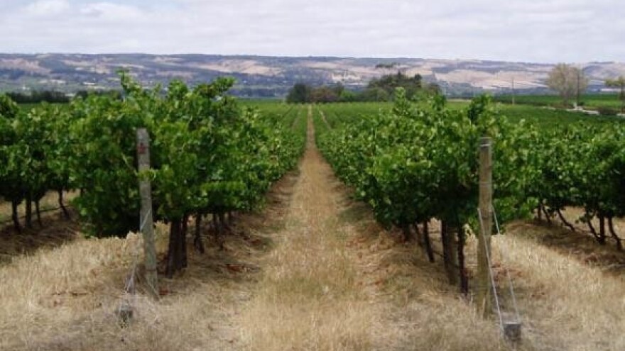 Vinski maraton u 19 podruma Zmajevca