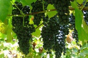 Kapacitet 200.000 litara vina