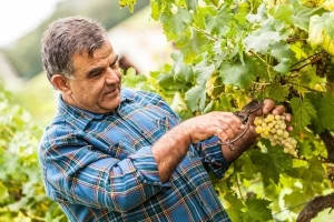 Nikad teža godina u vinogradu