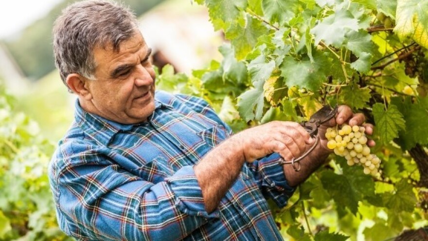 Nikad teža godina u vinogradu
