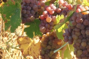 Morava i dionis -  perspektivne sorte grožđa?