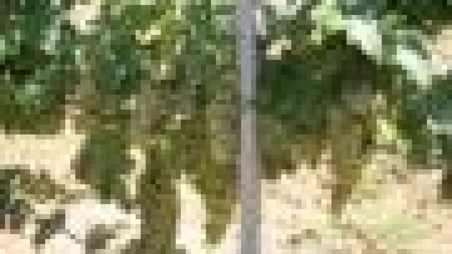 Zaustavljena sadnja novih vinograda