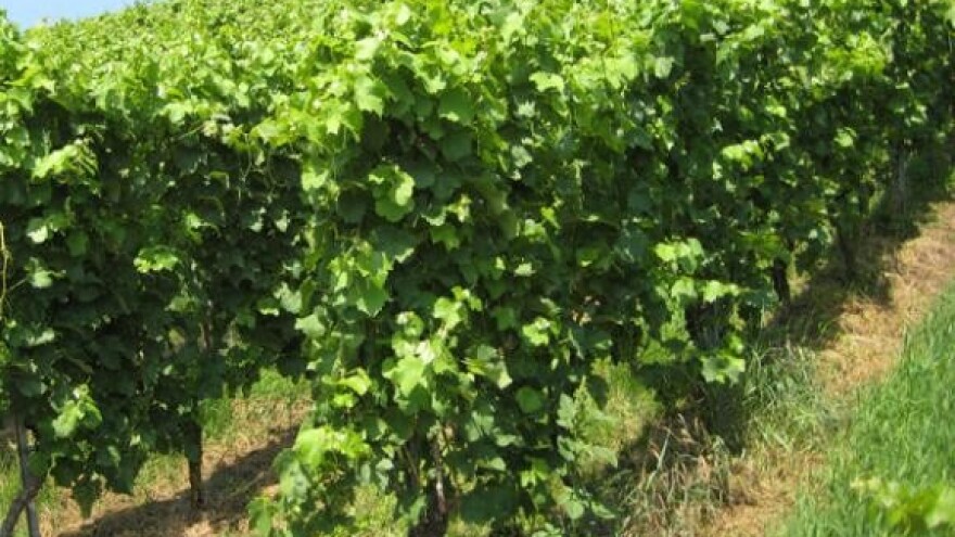 Konavoska vina u Rusiji i Britaniji